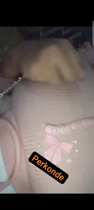 Bokep Indo Bokep Indo