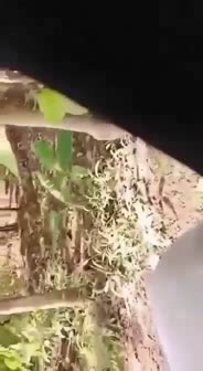 Bokep Indo Bokep Indo
