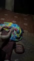 Bokep Indo Bokep Indo