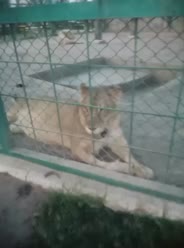 Bokep Indo 5816