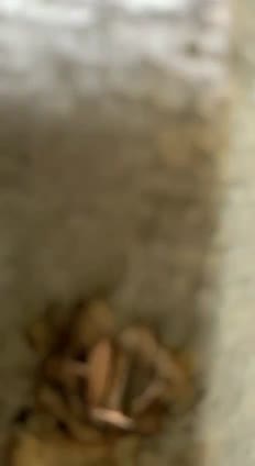 Bokep Indo 3