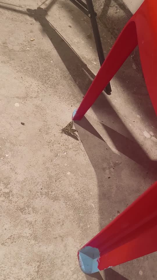 Big moth and beautiful too