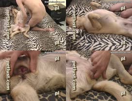 Boy and dog sex