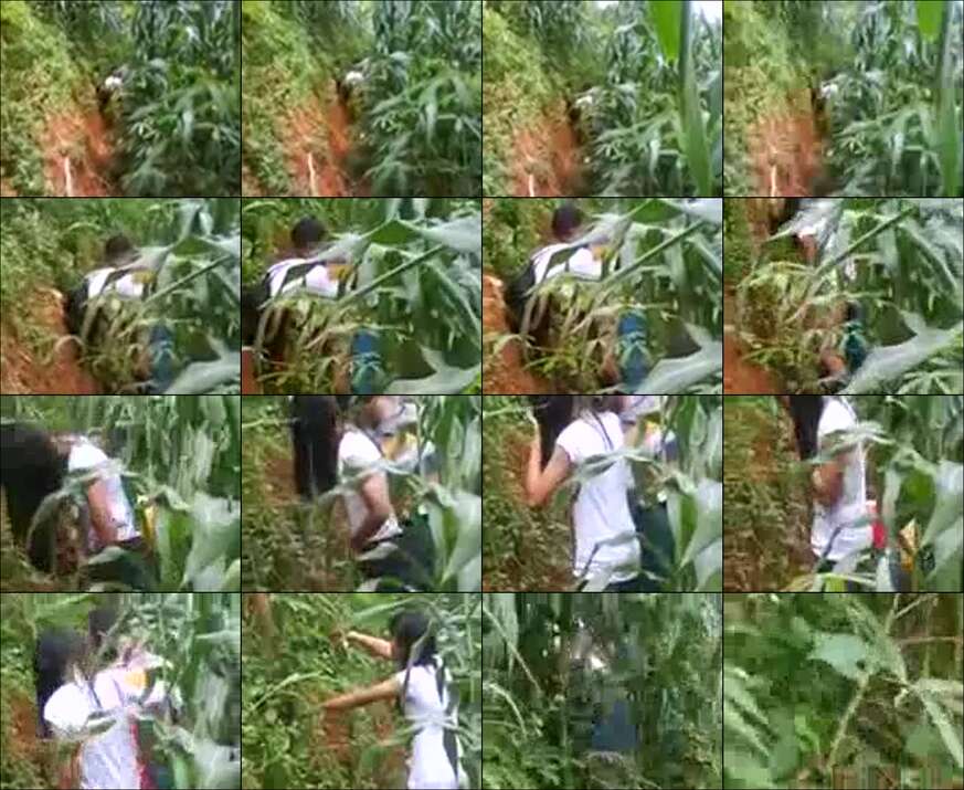 Ngintip Abg Di Kebun Singkong