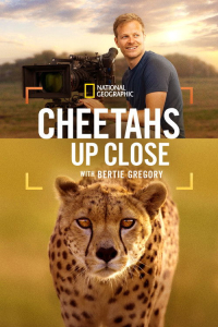 Poster Cheetahs Up Close with Bertie Gregory