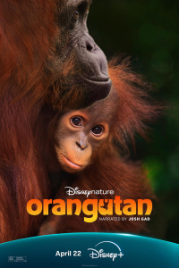Poster Orangutan